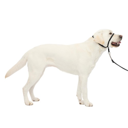 Petsafe gentle leader pull - leader,