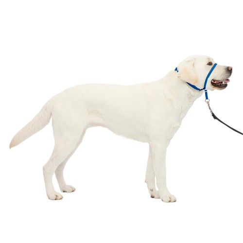 Petsafe gentle leader - leader, pull
