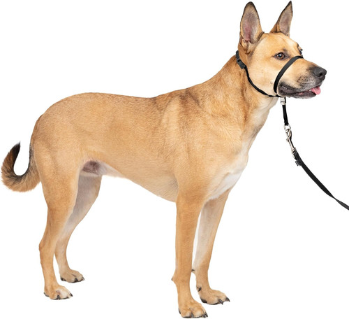 Gentle leader headcollar - gentle,